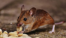 organic-and-eco-friendly-pest-solutions Experts in Metropolitan Detention Ctr